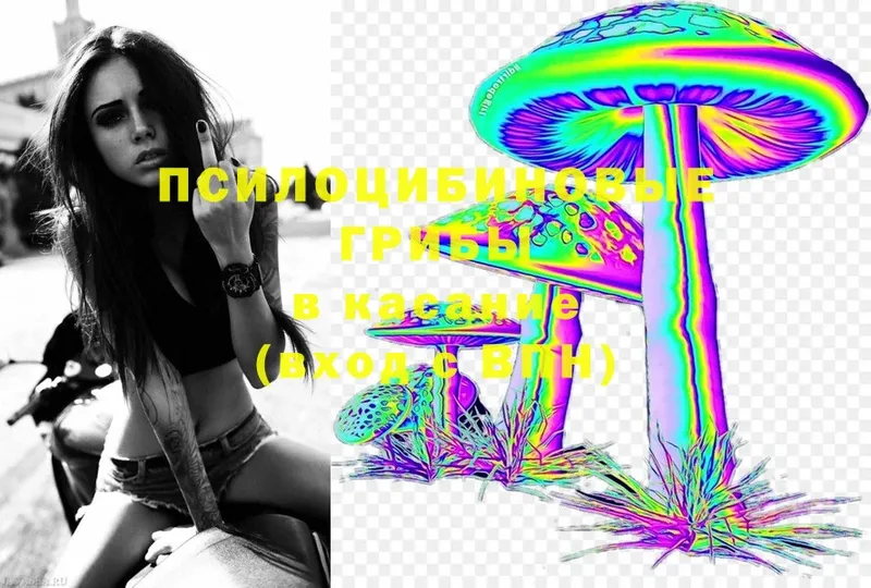 Галлюциногенные грибы Psilocybe  Мосальск 